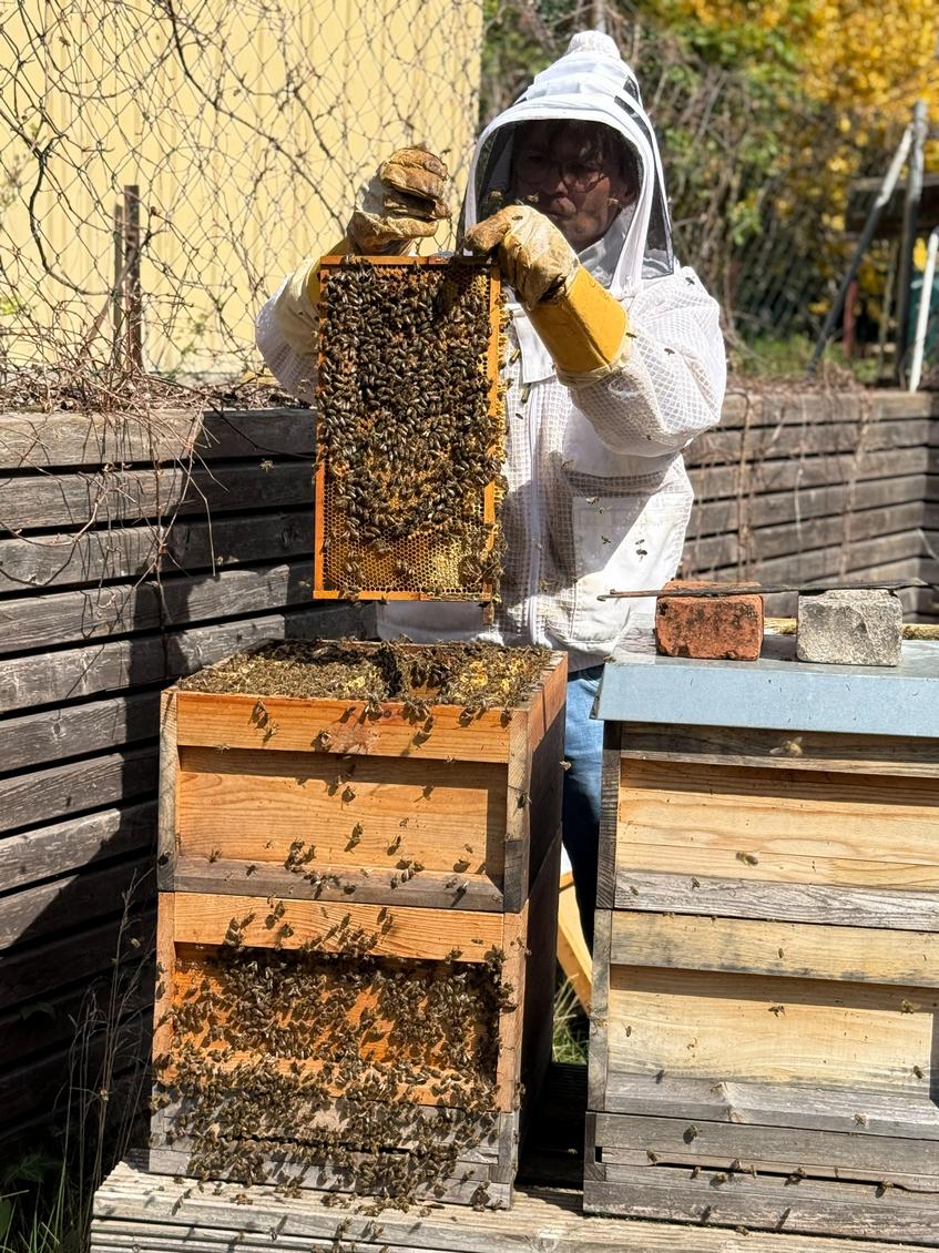 Imker bei seinem Bienenstock